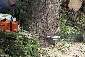 How Our Tree Care Process Works  in Fort Bragg, CA